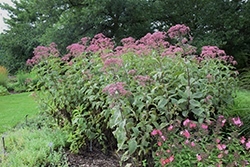 Gateway Joe Pye Weed (Eupatorium maculatum 'Gateway') at Make It Green Garden Centre