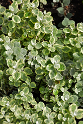 Variegated Licorice Plant (Helichrysum petiolare 'Variegated Licorice') at Make It Green Garden Centre