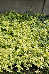 Lemon Licorice Plant (Helichrysum petiolare 'Lemon Licorice') at Make It Green Garden Centre