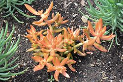 Coppertone Stonecrop (Sedum nussbaumerianum) at Make It Green Garden Centre