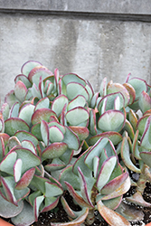 Silver Dollar Plant (Crassula arborescens) at Make It Green Garden Centre