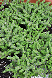 Watch Chain Crassula (Crassula muscosa) at Make It Green Garden Centre