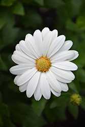 Akila Daisy White African Daisy (Osteospermum ecklonis 'Akila Daisy White') at Make It Green Garden Centre