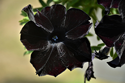 Crazytunia Black Mamba Petunia (Petunia 'Crazytunia Black Mamba') at Make It Green Garden Centre