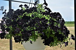 Crazytunia Black Mamba Petunia (Petunia 'Crazytunia Black Mamba') at Make It Green Garden Centre