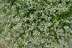 Diamond Frost Euphorbia (Euphorbia 'INNEUPHDIA') at Make It Green Garden Centre