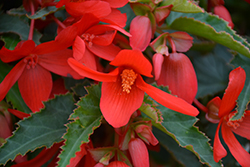 Bossa Nova Red Shades Begonia (Begonia boliviensis 'Bossa Nova Red Shades') at Make It Green Garden Centre