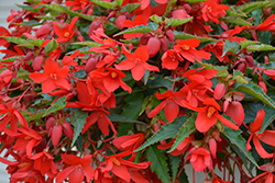 Bossa Nova Red Shades Begonia (Begonia boliviensis 'Bossa Nova Red Shades') at Make It Green Garden Centre