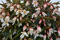 Bossa Nova Pure White Begonia (Begonia boliviensis 'Bossa Nova Pure White') at Make It Green Garden Centre
