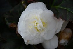 Nonstop Mocca White Begonia (Begonia 'Nonstop Mocca White') at Make It Green Garden Centre