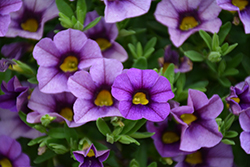 Kabloom Denim Calibrachoa (Calibrachoa 'PAS1122759') at Make It Green Garden Centre