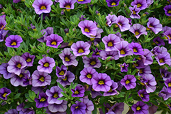 Kabloom Denim Calibrachoa (Calibrachoa 'PAS1122759') at Make It Green Garden Centre