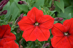 Easy Wave Red Petunia (Petunia 'Easy Wave Red') at Make It Green Garden Centre