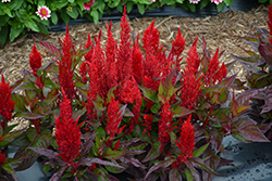 Century Red Celosia (Celosia 'Century Red') at Make It Green Garden Centre