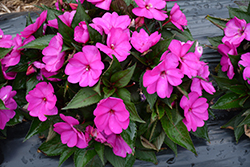 SunPatiens Compact Purple New Guinea Impatiens (Impatiens 'SAKIMP037') at Make It Green Garden Centre