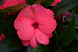 Magnum Hot Pink New Guinea Impatiens (Impatiens 'Magnum Hot Pink') at Make It Green Garden Centre