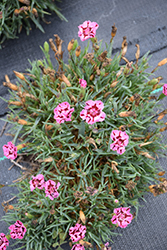 EverLast Red plus Pink Pinks (Dianthus 'EverLast Red plus Pink') at Make It Green Garden Centre