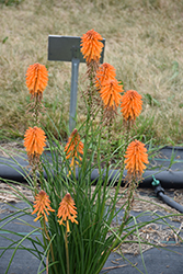 Poco Orange Torchlily (Kniphofia 'Poco Orange') at Make It Green Garden Centre