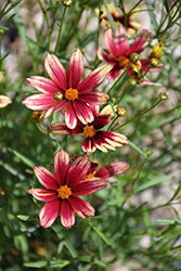 Lil' Bang Red Elf Tickseed (Coreopsis 'Red Elf') at Make It Green Garden Centre