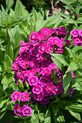 Barbarini Purple Bicolor Sweet William (Dianthus barbatus 'Barbarini Purple Bicolor') at Make It Green Garden Centre
