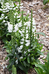 Crystal Peak White Obedient Plant (Physostegia virginiana 'Crystal Peak White') at Make It Green Garden Centre