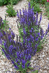 Merleau Blue Sage (Salvia 'Merleau Blue') at Make It Green Garden Centre