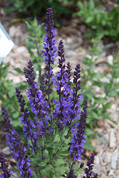 Blue Queen Sage (Salvia nemorosa 'Blaukonigin') at Make It Green Garden Centre