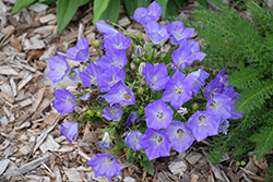 Pristar Deep Blue Bellflower (Campanula carpatica 'Pristar Deep Blue') at Make It Green Garden Centre