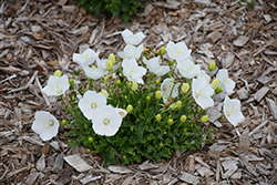 Pearl White Bellflower (Campanula carpatica 'Pearl White') at Make It Green Garden Centre
