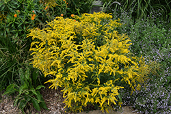 Golden Baby Goldenrod (Solidago 'Goldkind') at Make It Green Garden Centre