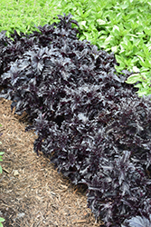Purple Ruffles Basil (Ocimum basilicum 'Purple Ruffles') at Make It Green Garden Centre