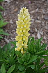 Popsicle Yellow Lupine (Lupinus 'Popsicle Yellow') at Make It Green Garden Centre
