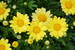 Golden Butterfly Marguerite Daisy (Argyranthemum frutescens 'G15101') at Lurvey Garden Center