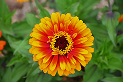 Zowie Yellow Flame Zinnia (Zinnia 'Zowie Yellow Flame') at Make It Green Garden Centre