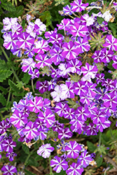 Lanai Purple Star Verbena (Verbena 'Lanai Purple Star') at Make It Green Garden Centre