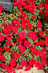 Noa Red Calibrachoa (Calibrachoa 'Noa Red') at Make It Green Garden Centre