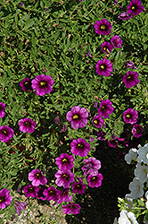 Noa Ultra Purple Calibrachoa (Calibrachoa 'Noa Ultra Purple') at Make It Green Garden Centre