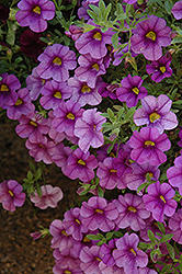 Aloha Purple Calibrachoa (Calibrachoa 'Aloha Purple') at Make It Green Garden Centre