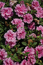 Double Wave Pink Petunia (Petunia 'Double Wave Pink') at Make It Green Garden Centre
