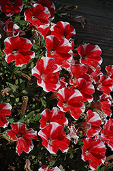 Peppy Red Petunia (Petunia 'Peppy Red') at Make It Green Garden Centre