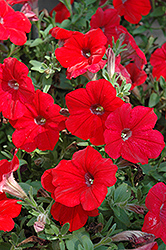 Surprise Red Petunia (Petunia 'Surprise Red') at Make It Green Garden Centre