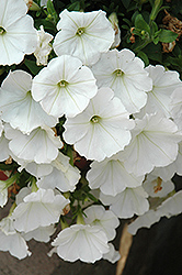 Surprise White Petunia (Petunia 'Surprise White') at Make It Green Garden Centre