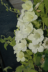 Lofos White Creeping Gloxinia (Lophospermum 'Lofos White') at Make It Green Garden Centre