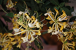 Scentsation Honeysuckle (Lonicera periclymenum 'Scentsation') at Make It Green Garden Centre