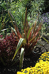 Sundowner New Zealand Flax (Phormium 'Sundowner') at Make It Green Garden Centre