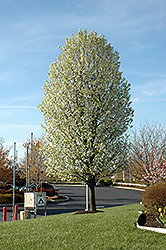 Chanticleer Ornamental Pear (Pyrus calleryana 'Chanticleer') at Make It Green Garden Centre