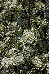 Chanticleer Ornamental Pear (Pyrus calleryana 'Chanticleer') at Lurvey Garden Center