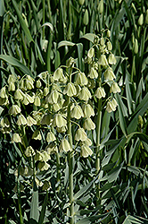 Ivory Bells Fritillaria (Fritillaria persica 'Ivory Bells') at Make It Green Garden Centre