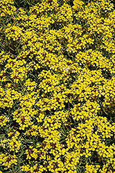 Canaries Wallflower (Erysimum 'Canaries') at Make It Green Garden Centre