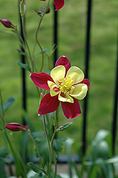 McKana Red and Yellow Columbine (Aquilegia 'McKana Red and Yellow') at Lurvey Garden Center